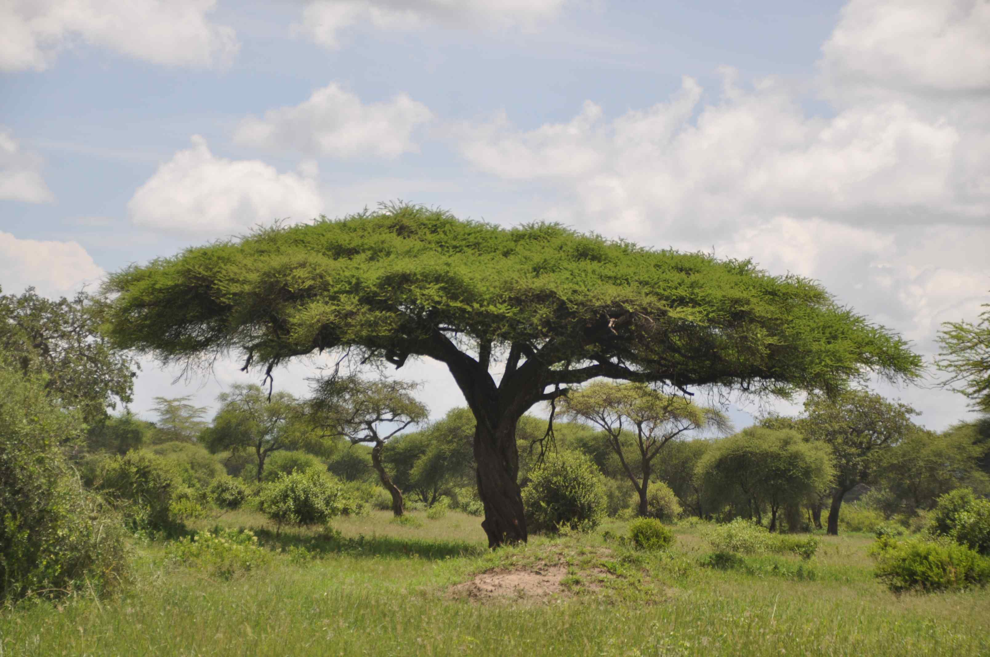 Afrika Baum